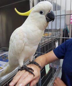 Luna Cockatoo parrot