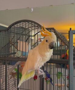 Rio Cockatoo parrot