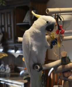 Kiwi Cockatoo parrot