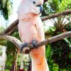 Pink cockatoo