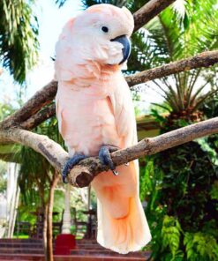 Pink cockatoo