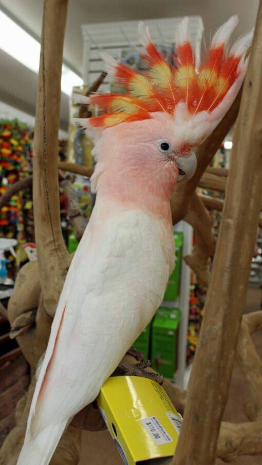 Major Mitchell's Cockatoo