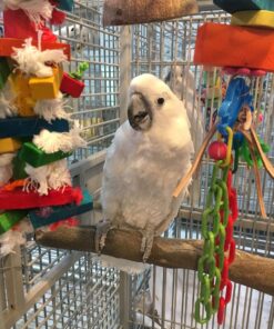 Sunny Umbrella Cockatoo