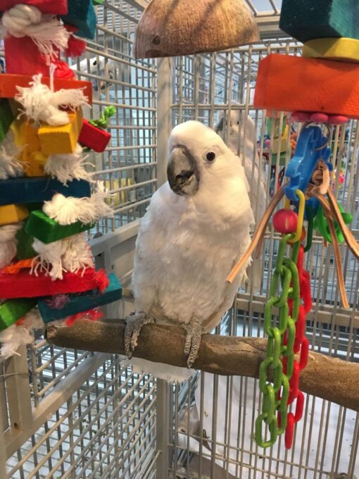 Sunny Umbrella Cockatoo