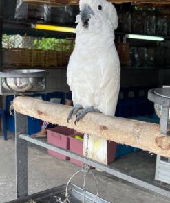 White Cockatoo