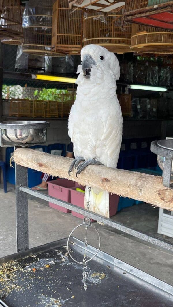 White Cockatoo