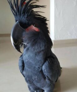 Fred Black Male Palm Cockatoo