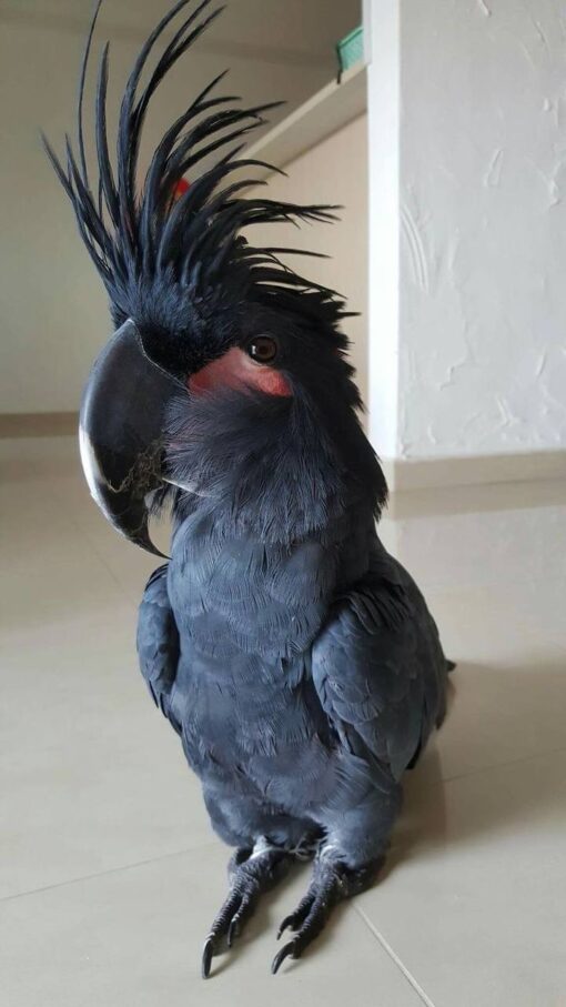 Fred Black Male Palm Cockatoo