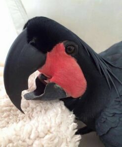 Riri Female Palm Cockatoo